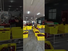 Polyester dikiş ipliği